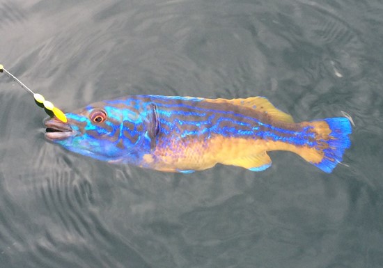 Bunter Lippfisch auf Natürköder